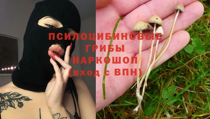 Псилоцибиновые грибы Psilocybine cubensis  Салават 